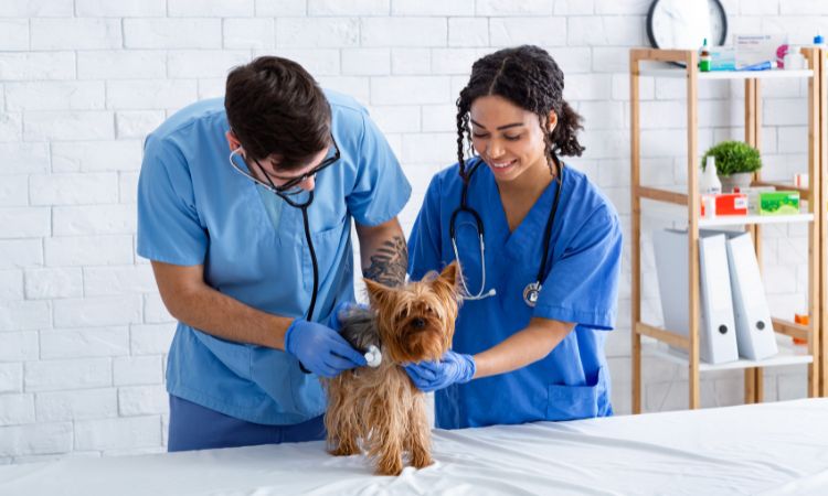 Comprar Diploma Medicina veterinária